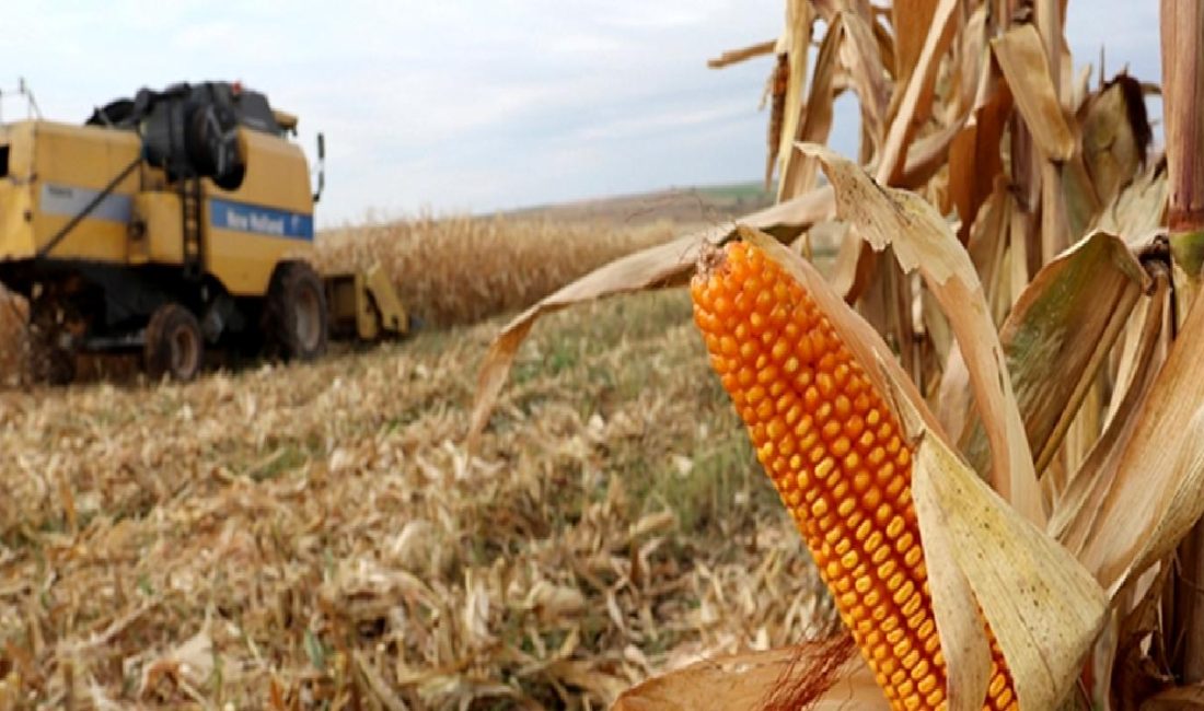 Mısır Fiyat Artışının Tarım Üzerindeki Etkileri Mısır fiyatlarındaki artış, tarım sektörü üzerinde önemli etkiler yaratıyor. Bu