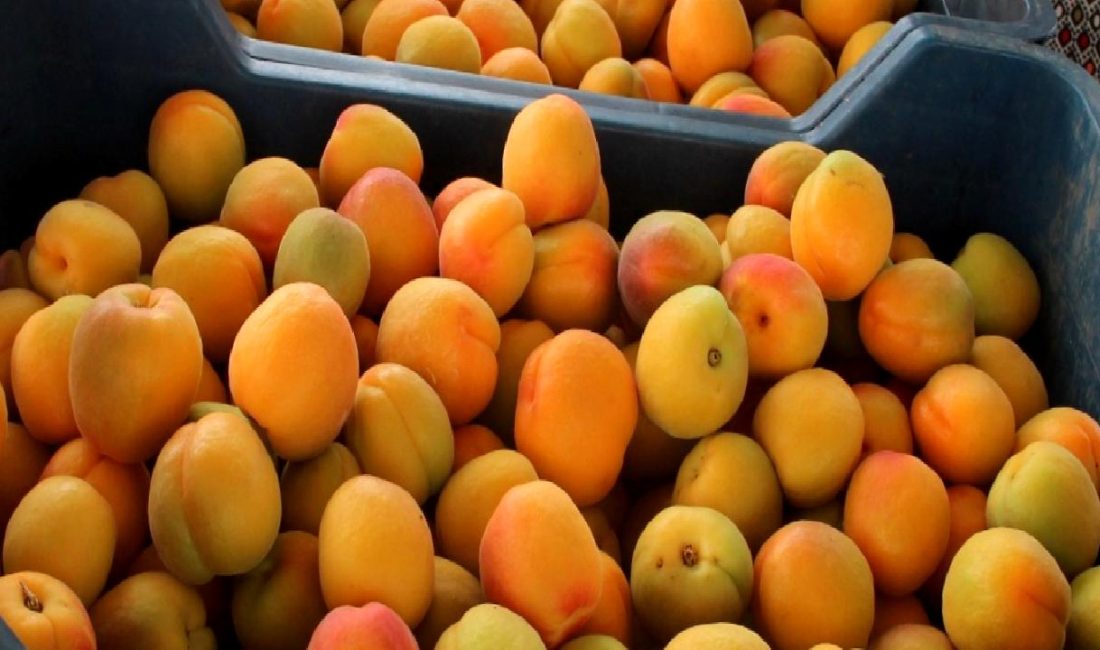 Mut Kayısısı Hasadında Mikro Klima Özelliği Önemli Rol Oynuyor Mut kayısısı hasadında mikro klima özelliği, meyvelerin kalitesini ve verimini