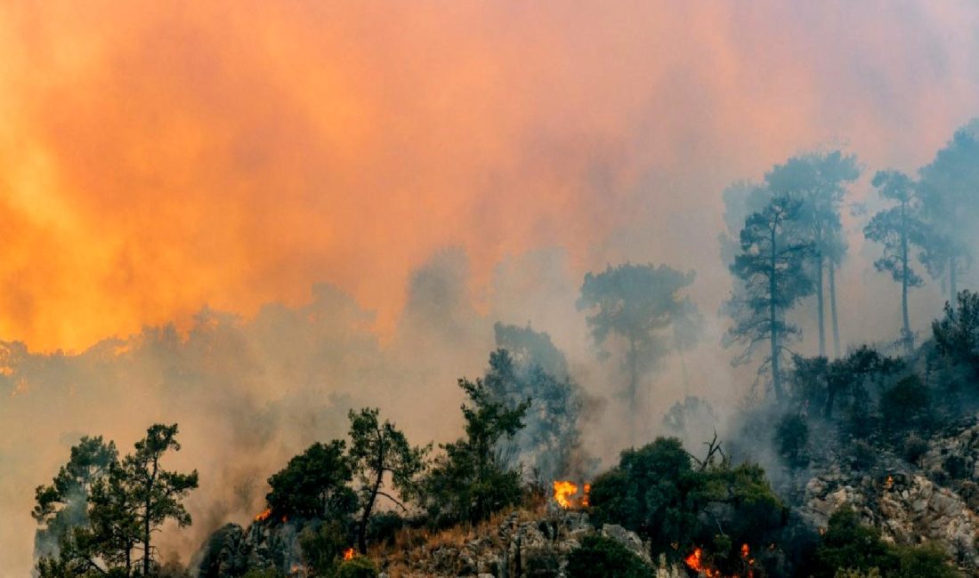 New Jersey Orman İtfaiyesi Wharton Eyalet Ormanı’ndaki Orman Yangınıyla Mücadele Ediyor New Jersey Orman İtfaiyesi, Wharton Eyalet Ormanı'ndaki orman yangınıyla etkin