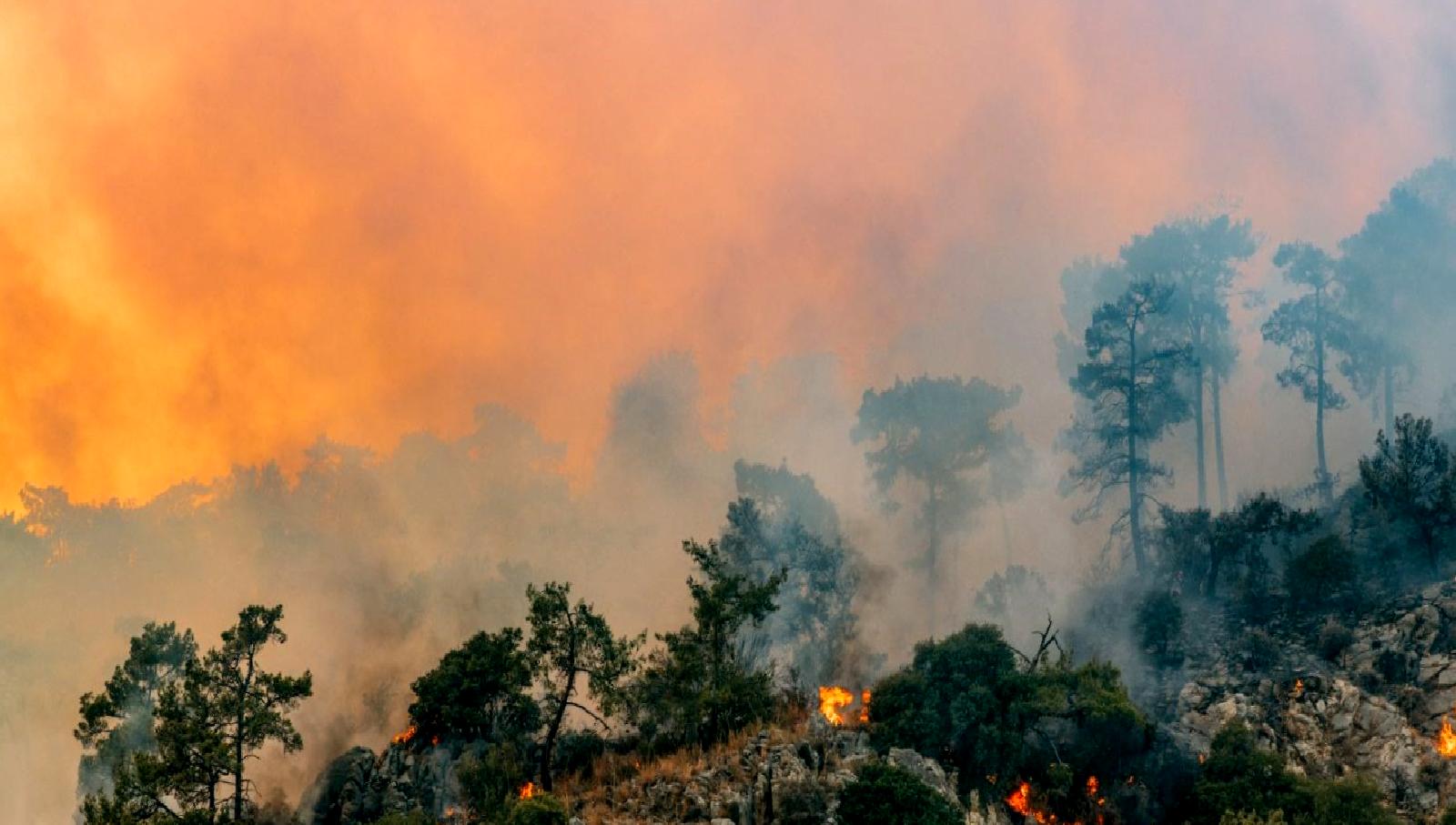 New Jersey Orman İtfaiyesi, Wharton Eyalet Ormanı'ndaki orman yangınıyla etkin