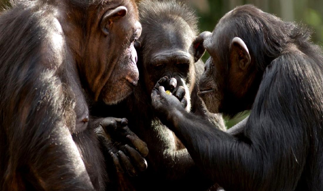 Şempanzelerin Jest İletişimi: Hız ve Kültürel Farklılıklar Şempanzelerin jest iletişimi, hız ve kültürel farklılıklar açısından derinlemesine inceleniyor.
