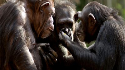 Şempanzelerin jest iletişimi, hız ve kültürel farklılıklar açısından derinlemesine inceleniyor.
