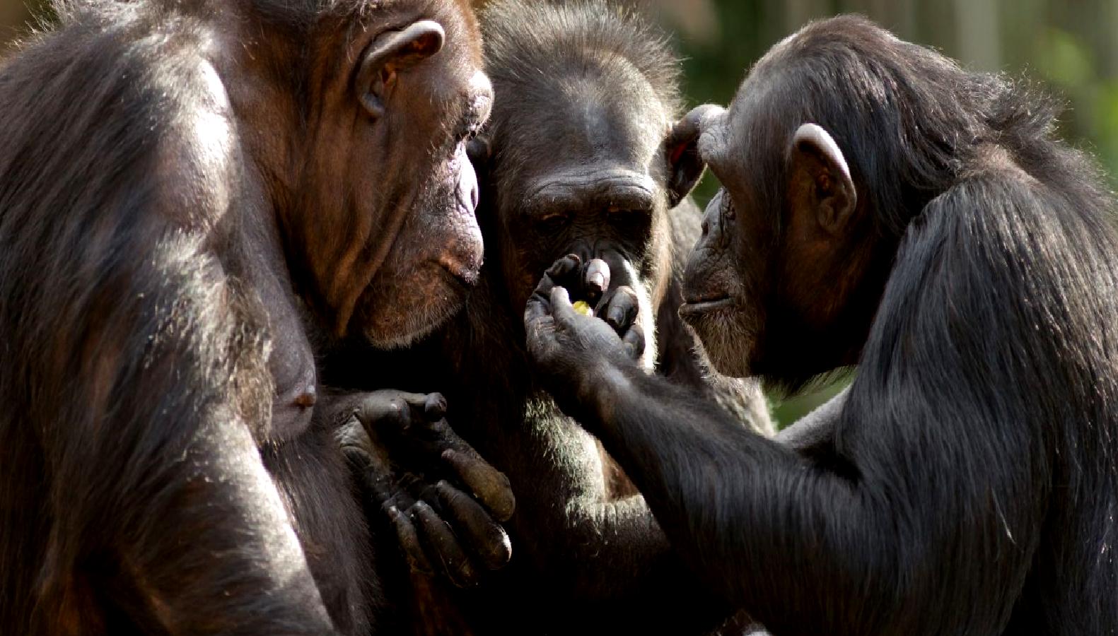 Şempanzelerin jest iletişimi, hız ve kültürel farklılıklar açısından derinlemesine inceleniyor.
