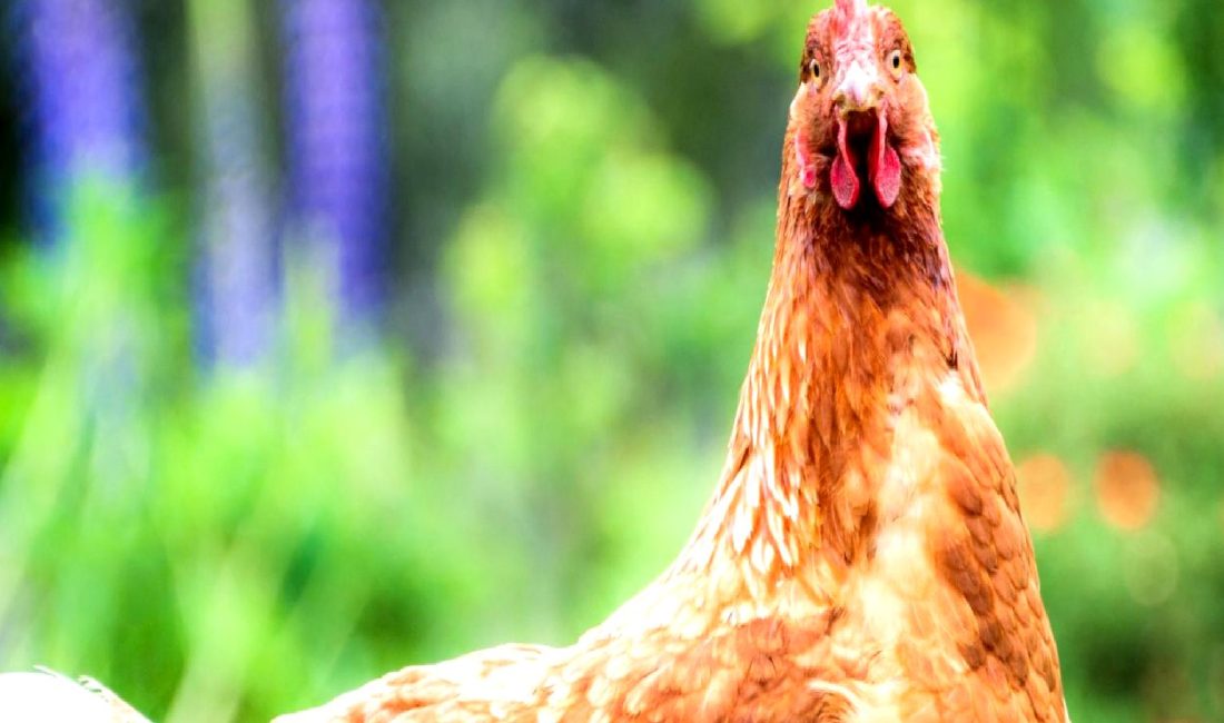 Tavukların duygusal tepkileri, kızarma ve tüy kabartma davranışlarıyla nasıl kendini