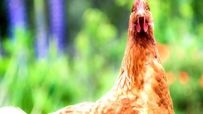 Tavukların duygusal tepkileri, kızarma ve tüy kabartma davranışlarıyla nasıl kendini