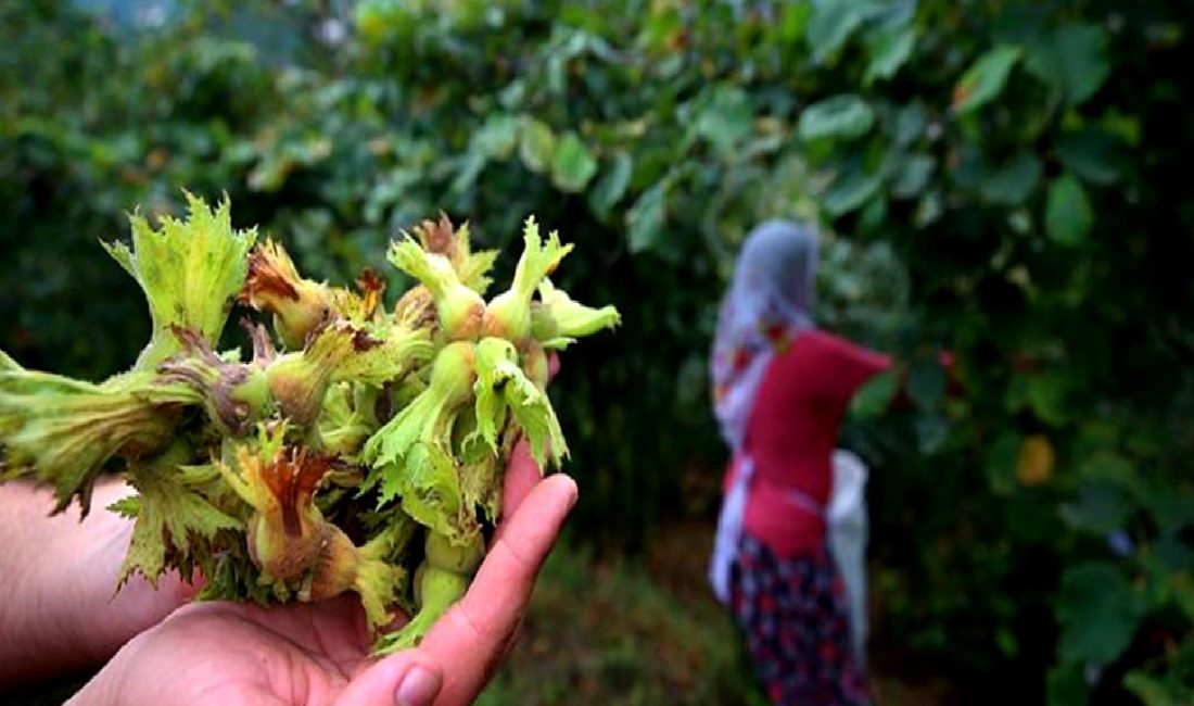Trabzon’da Fındık Hasadı Dönemi Başlıyor Trabzon'da fındık hasadı dönemi başlıyor! Bu yılki verim, iklim koşulları