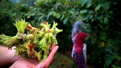Trabzon'da fındık hasadı dönemi başlıyor! Bu yılki verim, iklim koşulları