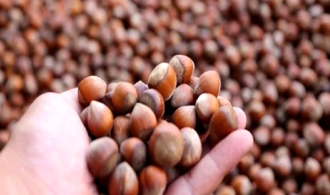 Türkiye Ziraat Odaları Birliği, fındık hasadı ve fiyat beklentileri hakkında