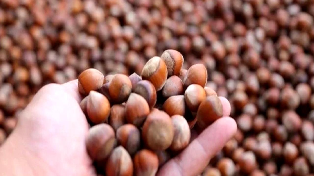 Türkiye Ziraat Odaları Birliği, fındık hasadı ve fiyat beklentileri hakkında