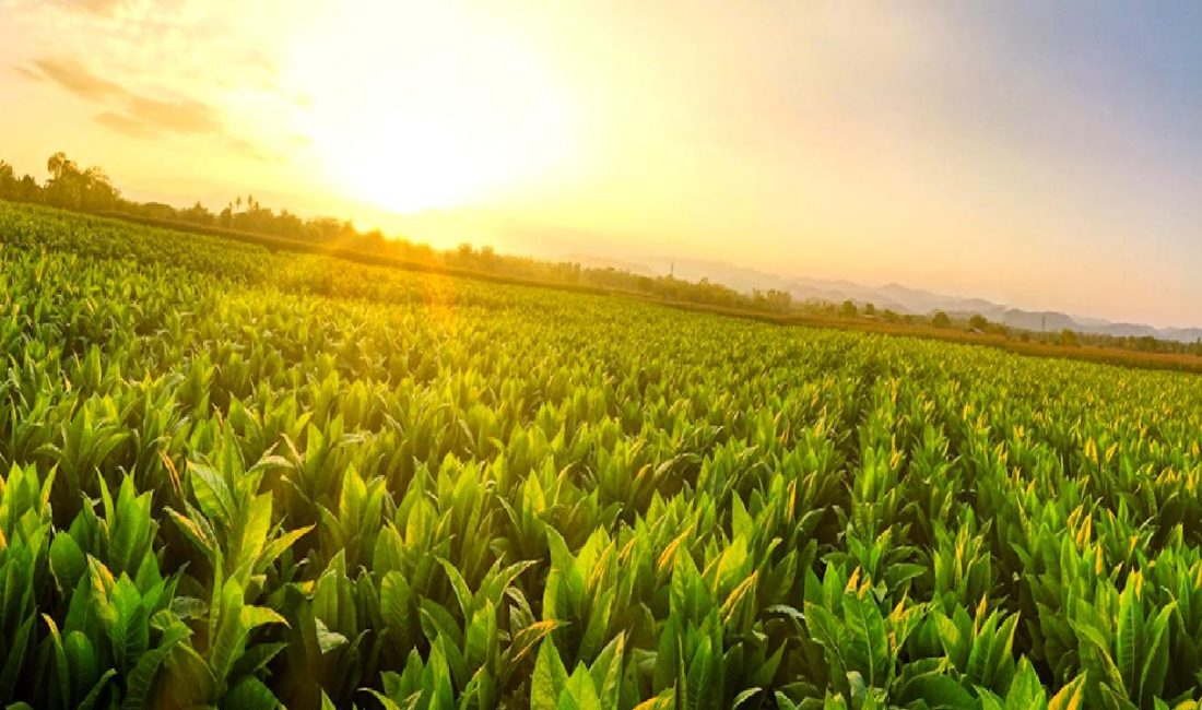 Ege Tütün İhracatçıları Birliği verilerine göre, tütün ihracatında artış yaşanıyor.