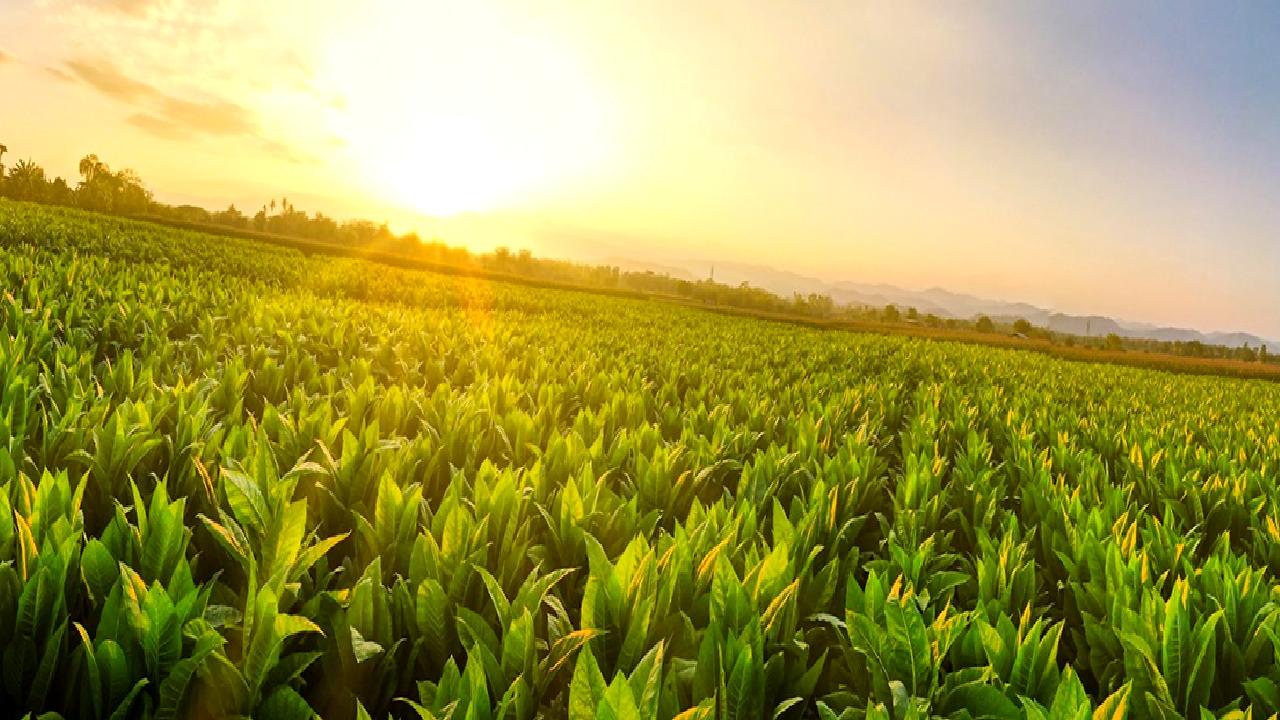 Ege Tütün İhracatçıları Birliği verilerine göre, tütün ihracatında artış yaşanıyor.