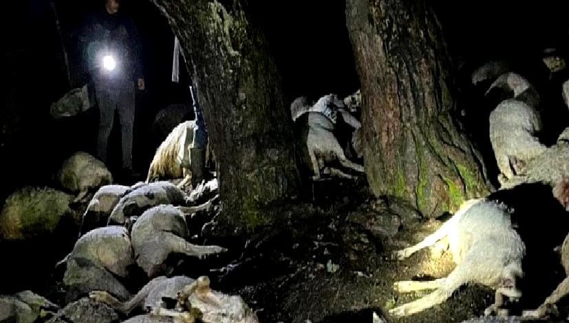 Yıldırım düştü, koyunlar telef oldu başlıklı içeriğimizde doğa olaylarının tarım