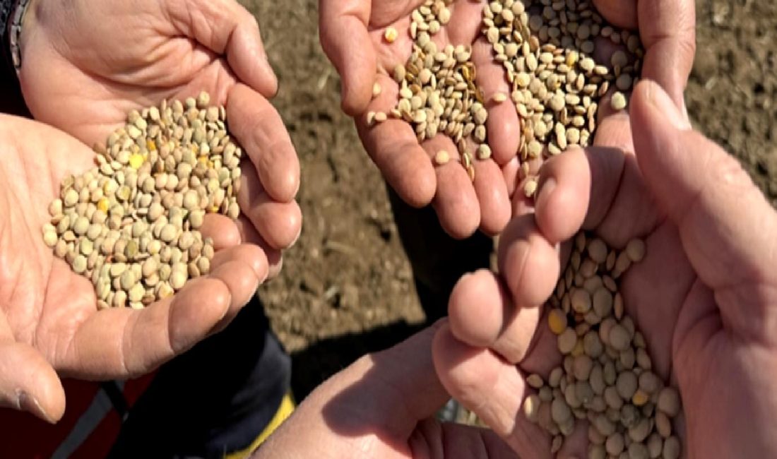 Yozgat'ta mercimek hasadı, verimli tarım uygulamaları ve üretim artışı ile