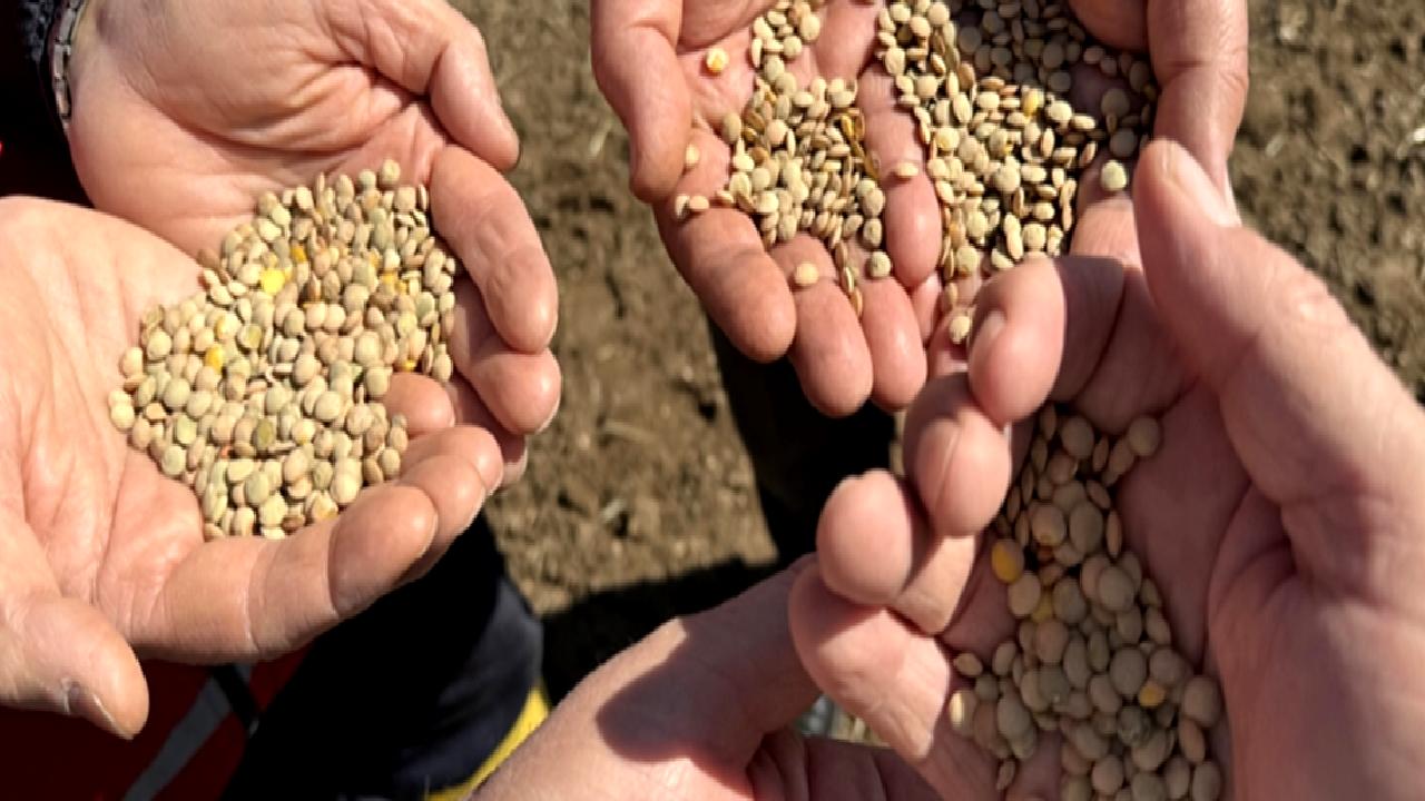 Yozgat'ta mercimek hasadı, verimli tarım uygulamaları ve üretim artışı ile