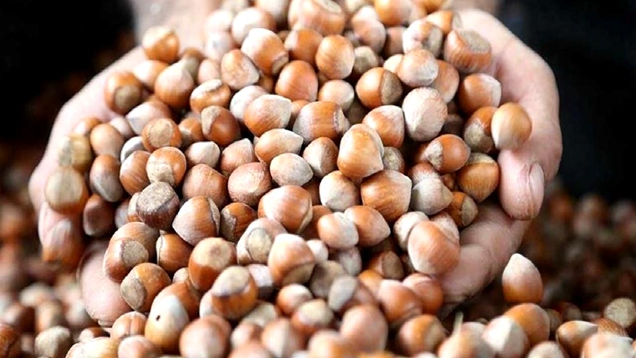 2024-2025 sezonu kabuklu fındık alım fiyatları ve rekolte beklentileri hakkında