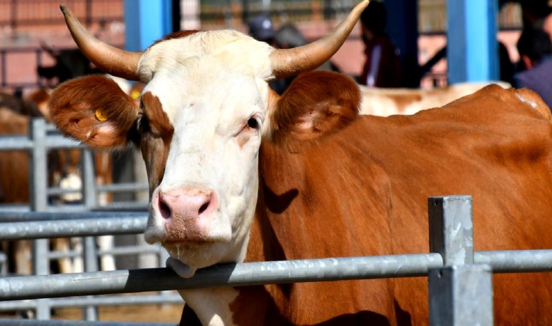 2025 Kurban Bayramı Tarihi ve Dini Önemi 2025 Kurban Bayramı, dini ve kültürel önemiyle kutlanacak. Bu yazıda,