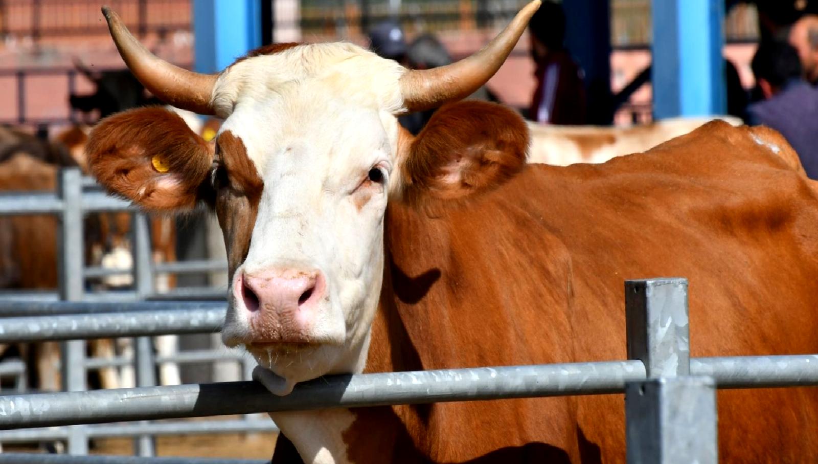 2025 Kurban Bayramı, dini ve kültürel önemiyle kutlanacak. Bu yazıda,