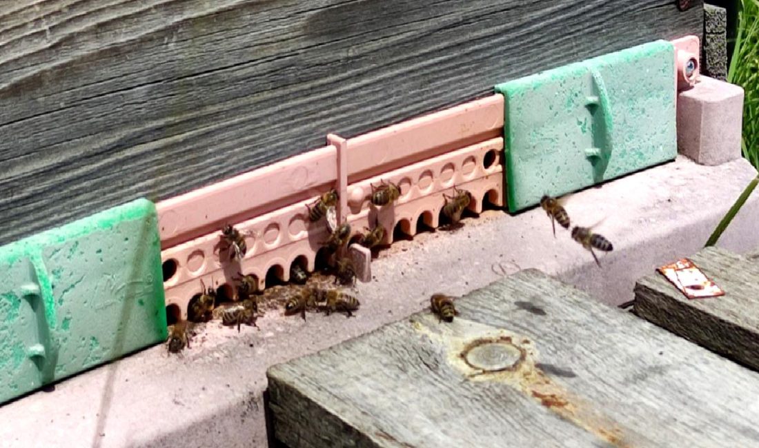 Ardahan’da Organik Çiçek Balı Üretimi ve Ekonomik Etkileri Ardahan'da organik çiçek balı üretimi, bölgenin ekonomisine etkileri ve sürdürülebilir