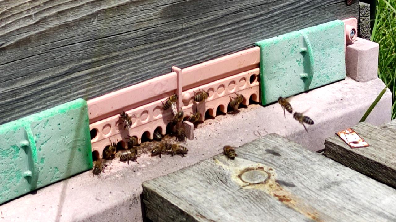 Ardahan'da organik çiçek balı üretimi, bölgenin ekonomisine etkileri ve sürdürülebilir