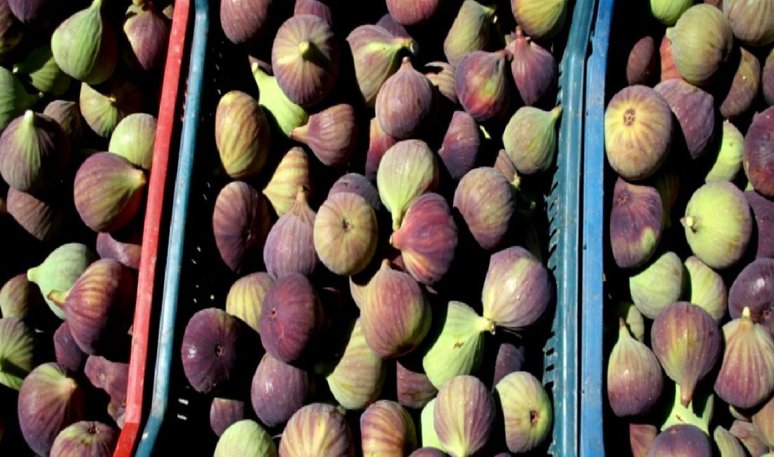 Bursa Siyah İncirinin Hasadı ve İhracatı Başladı Bursa siyah incirinin hasadı ve ihracatı başladı! Taze ve lezzetli