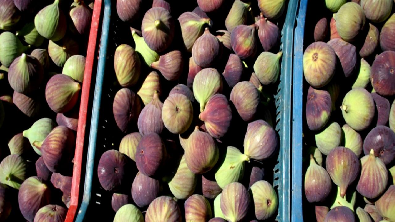 Bursa siyah incirinin hasadı ve ihracatı başladı! Taze ve lezzetli