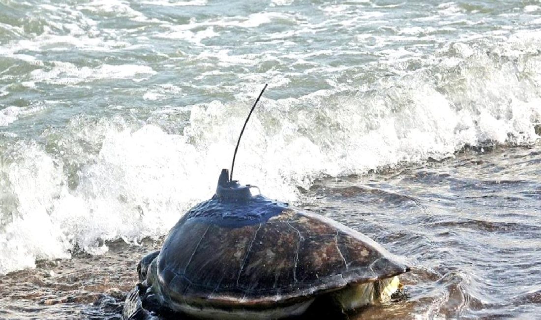 Deniz Kaplumbağalarının Uydu ile İzlenmesi Projesi, bu büyüleyici yaratıkların yaşam