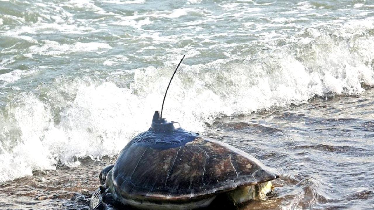 Deniz Kaplumbağalarının Uydu ile İzlenmesi Projesi, bu büyüleyici yaratıkların yaşam