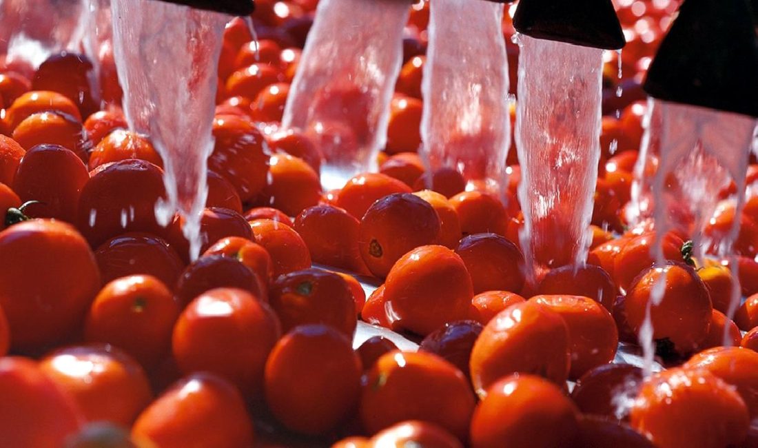 Domates fiyatlarındaki dalgalanmalar, çiftçilerin geçim mücadelesini derinden etkiliyor. Bu yazıda,