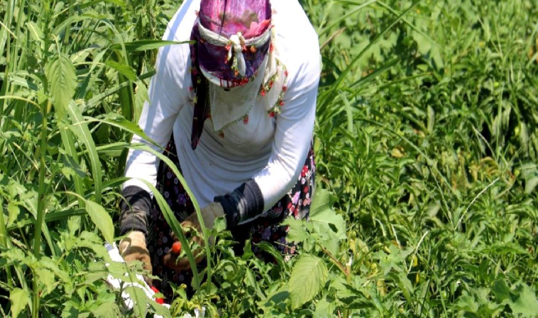 Hatay'da çiftçiler, zorlu biber hasadı sürecinde karşılaştıkları zorlukları ve bu