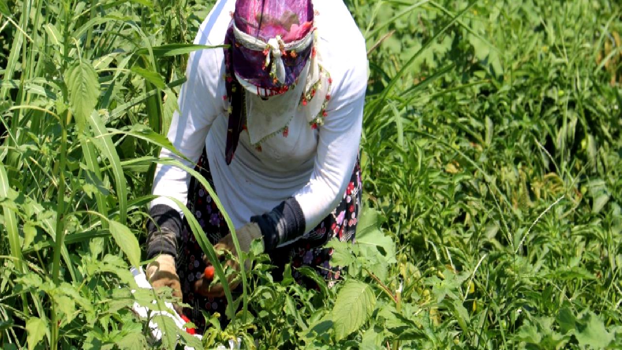 Hatay'da çiftçiler, zorlu biber hasadı sürecinde karşılaştıkları zorlukları ve bu