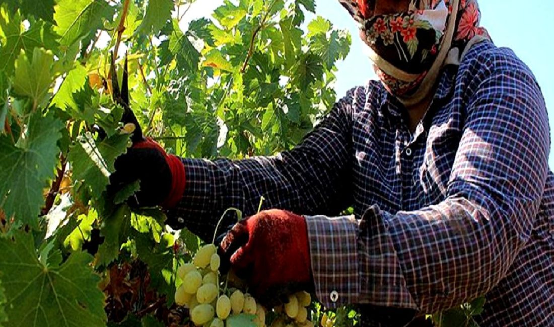 Hatay'da üzüm hasadı başladı! Bu yıl 98 bin ton rekolte