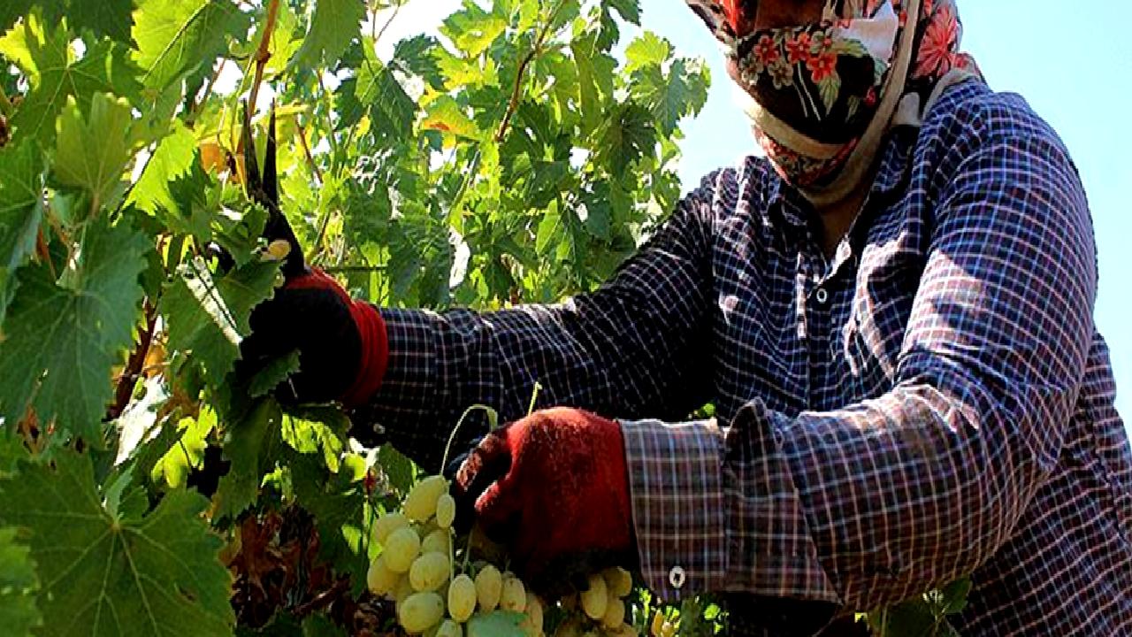 Hatay'da üzüm hasadı başladı! Bu yıl 98 bin ton rekolte