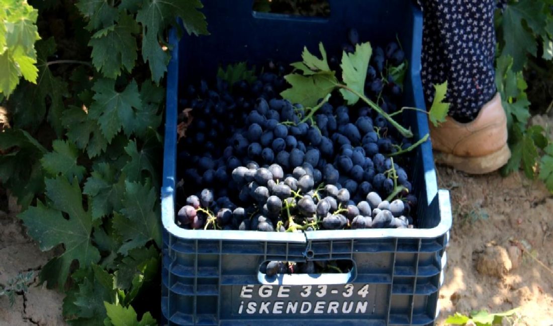 Hatay'da üzüm hasadı sürecini ve üreticilerin karşılaştığı zorlukları keşfedin. Yerel