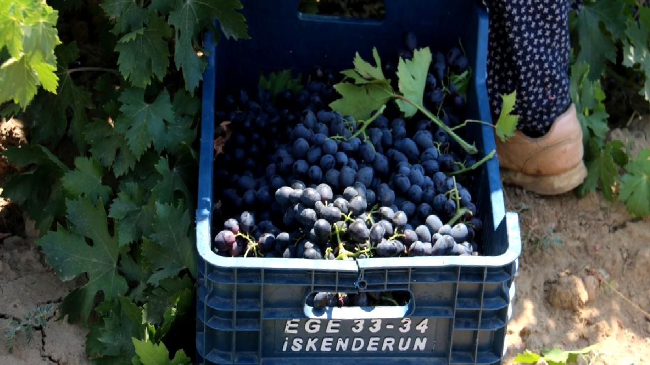 Hatay'da üzüm hasadı sürecini ve üreticilerin karşılaştığı zorlukları keşfedin. Yerel