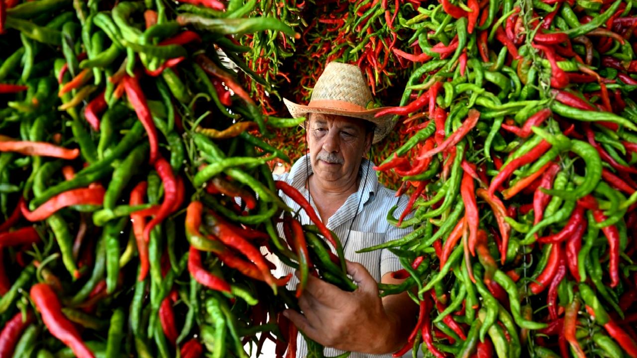 Karaağaç acı biberinin hasadı ve kurutma sürecini keşfedin. Bu lezzetli