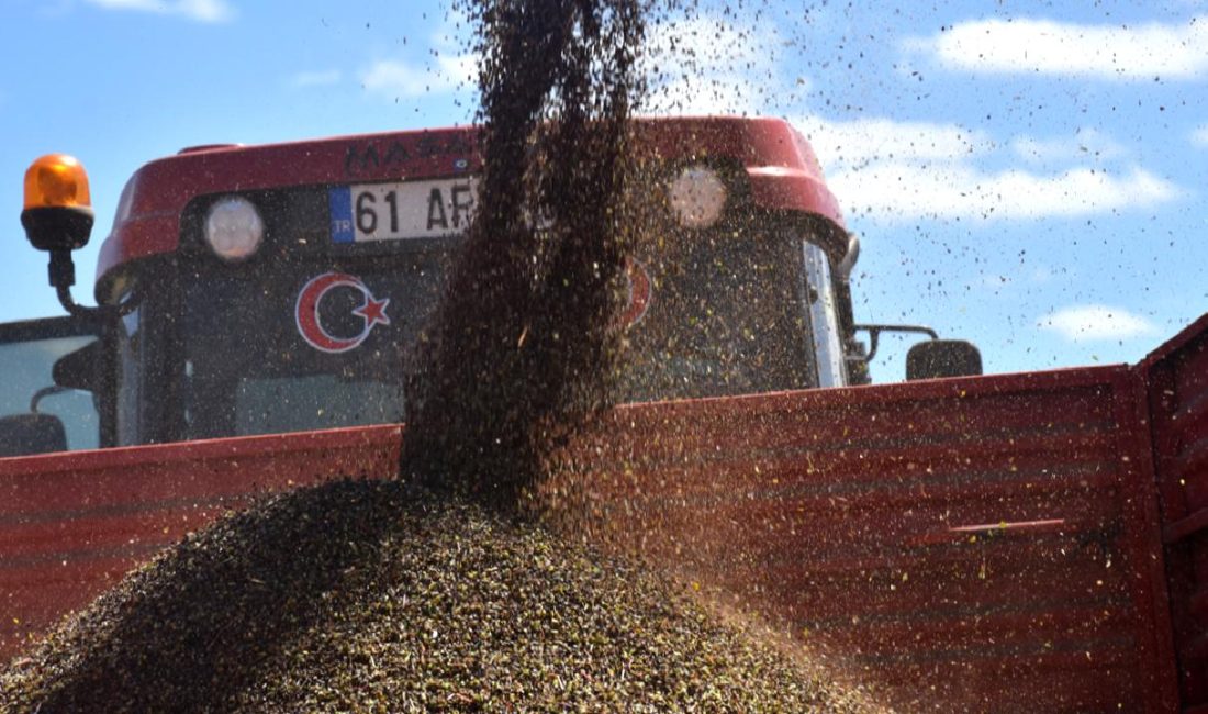 Karabuğday Yetiştiriciliğinde Başarı: İlbeyi Demir ve Tayyar Gürsoy’un Çabaları Karabuğday yetiştiriciliğinde başarıyı yakalayan İlbeyi Demir ve Tayyar Gürsoy'un çabalarını
