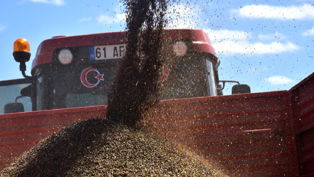 Karabuğday yetiştiriciliğinde başarıyı yakalayan İlbeyi Demir ve Tayyar Gürsoy'un çabalarını