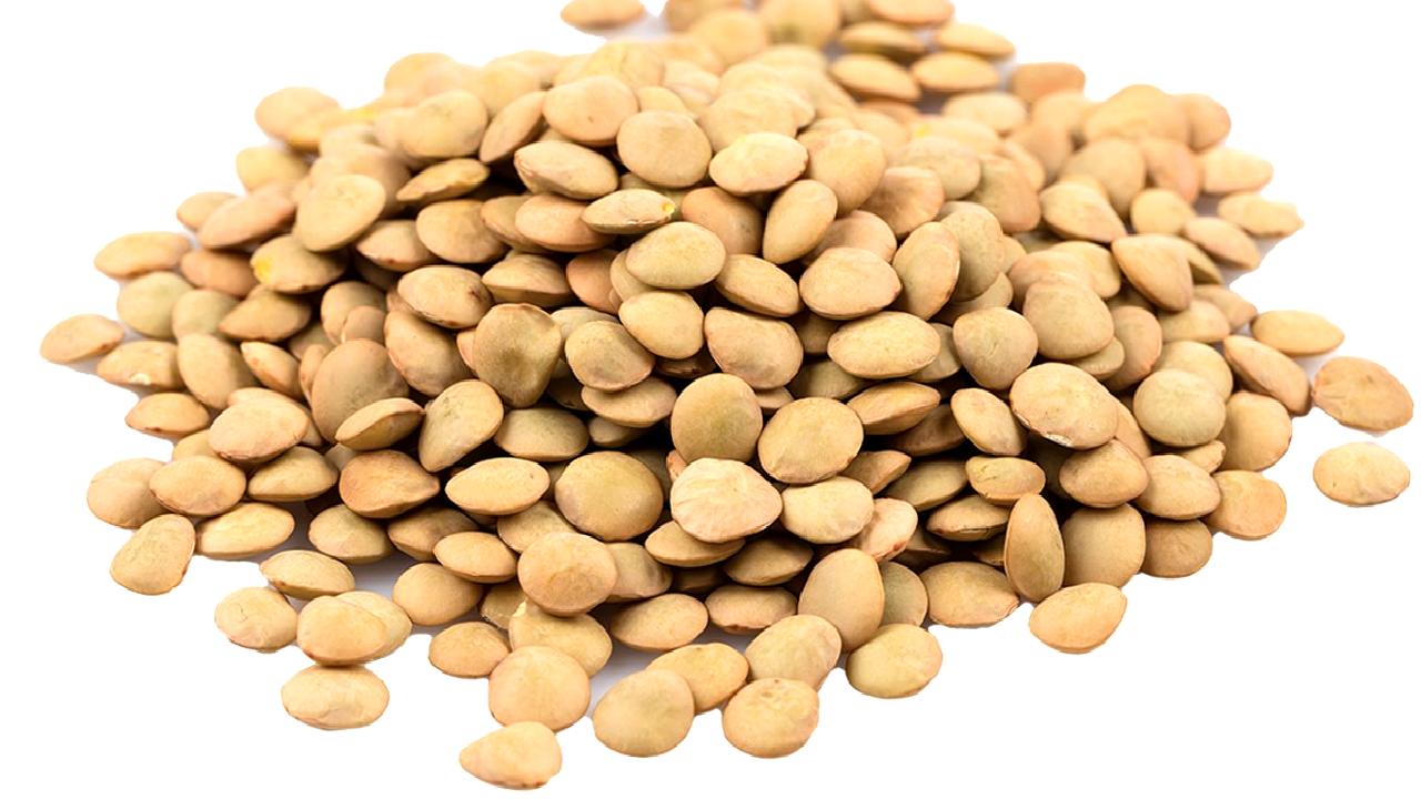 Kayseri'de yerli yeşil mercimek üretimini artırmayı hedefleyen proje ile tarım