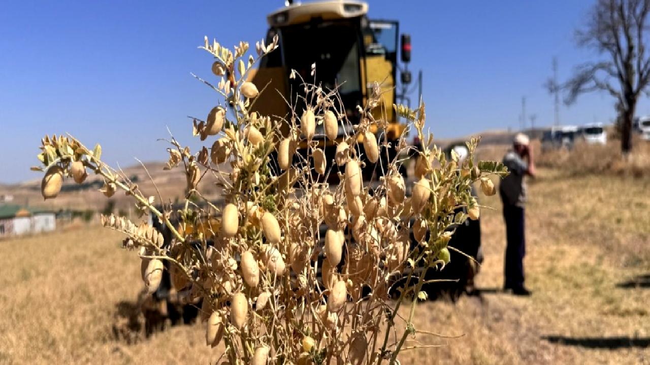 Kayseri'nin tarım ve hayvancılık sektöründe nohut üretiminin önemi, uygulanan destekler
