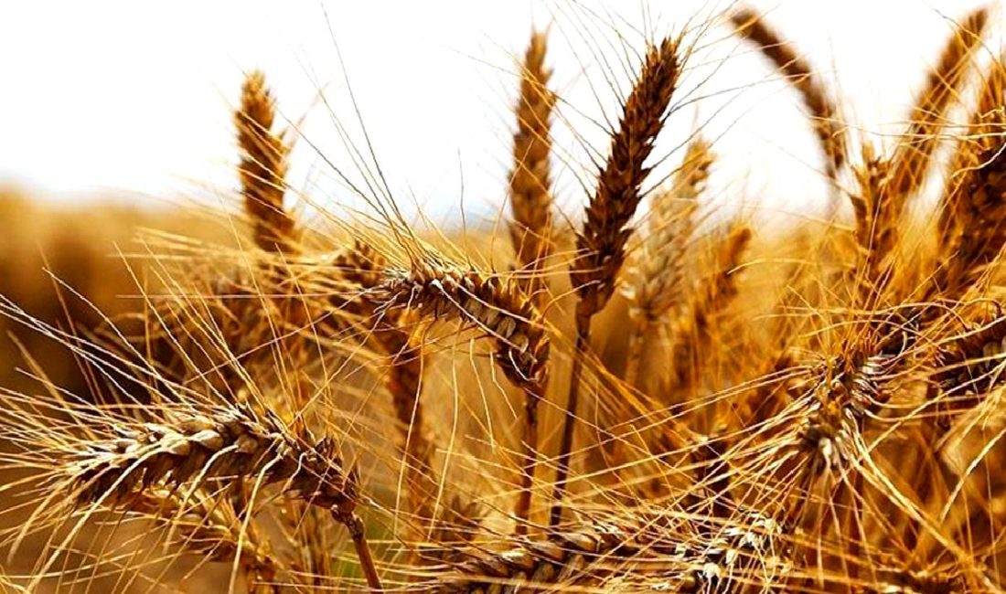 Kelkit’te Buğday Hasadı ve Rekolte Düşüşü Kelkit'te buğday hasadı ve rekolte düşüşü, çiftçilerin karşılaştığı zorluklar ve