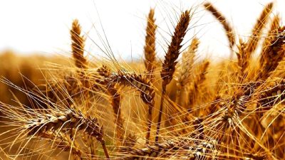 Kelkit'te buğday hasadı ve rekolte düşüşü, çiftçilerin karşılaştığı zorluklar ve