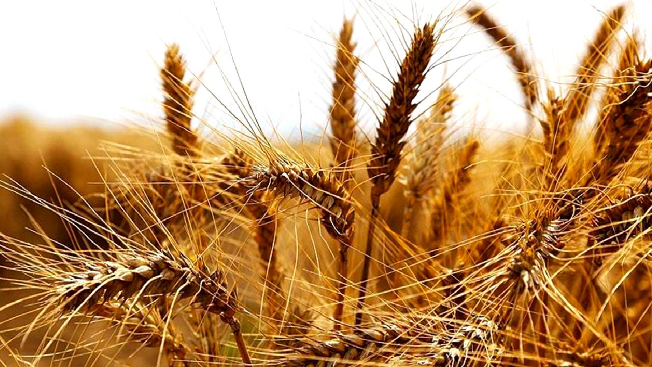 Kelkit'te buğday hasadı ve rekolte düşüşü, çiftçilerin karşılaştığı zorluklar ve