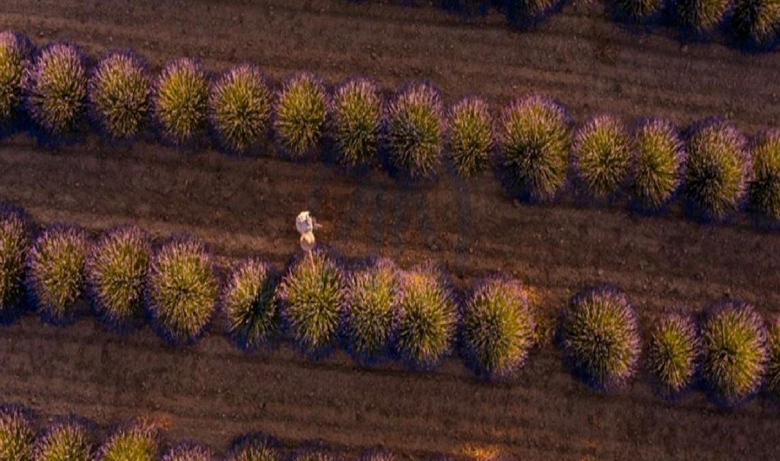 Kübra Güran Yiğitbaşı’nın Lavanta Tarlaları Ziyareti Kübra Güran Yiğitbaşı, büyüleyici lavanta tarlalarını ziyaret ederek doğanın güzelliklerini