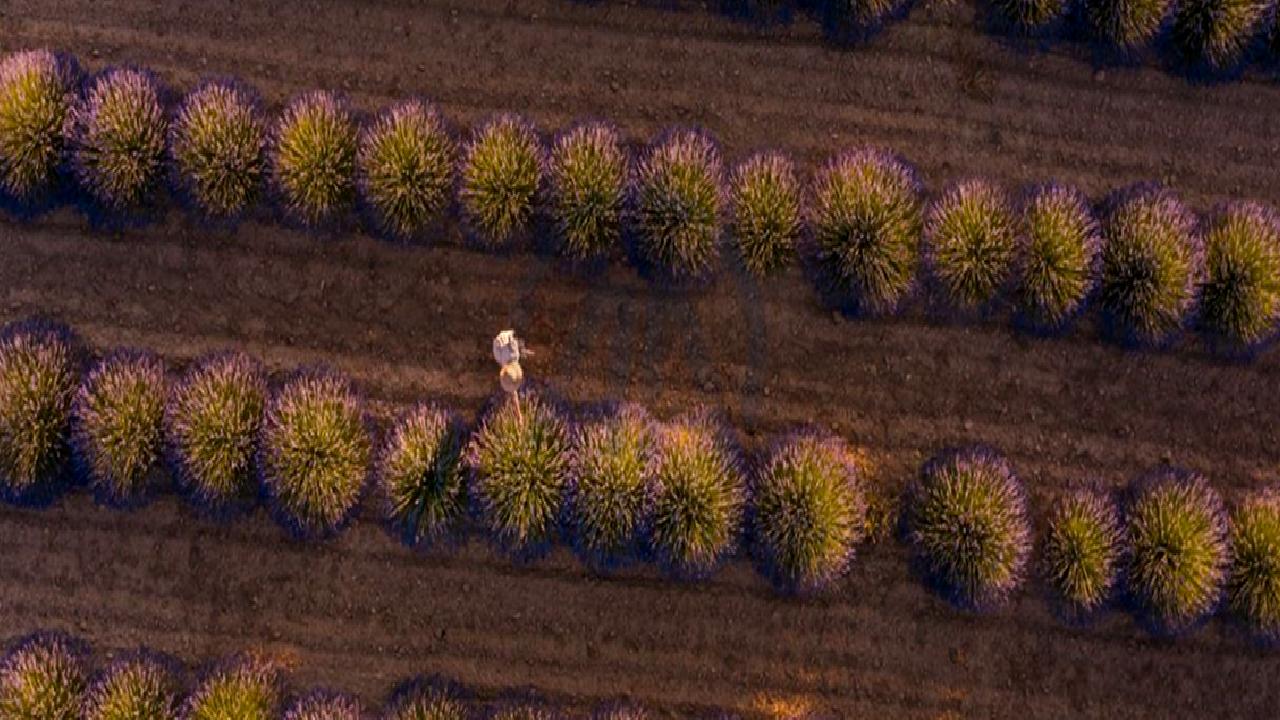Kübra Güran Yiğitbaşı, büyüleyici lavanta tarlalarını ziyaret ederek doğanın güzelliklerini