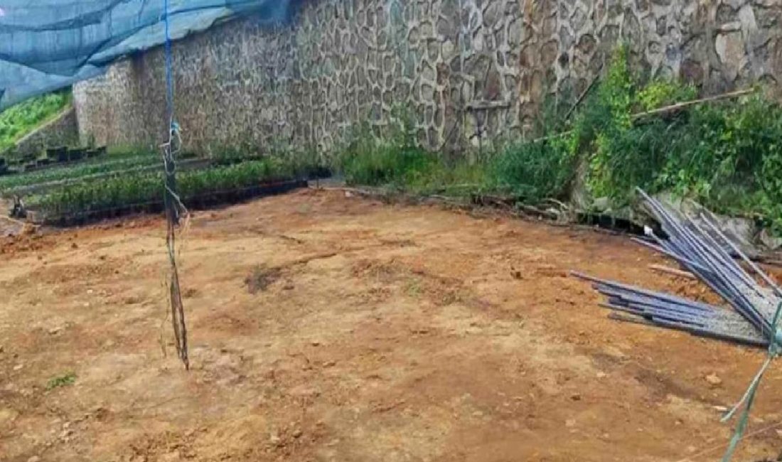 Rize Ziraat Odası, çay tohumu yağı üretimini desteklemek amacıyla hayata