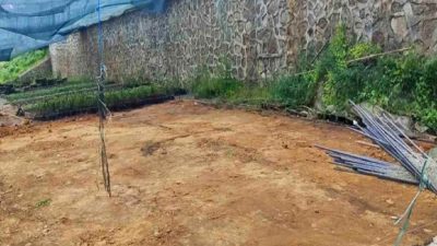 Rize Ziraat Odası, çay tohumu yağı üretimini desteklemek amacıyla hayata