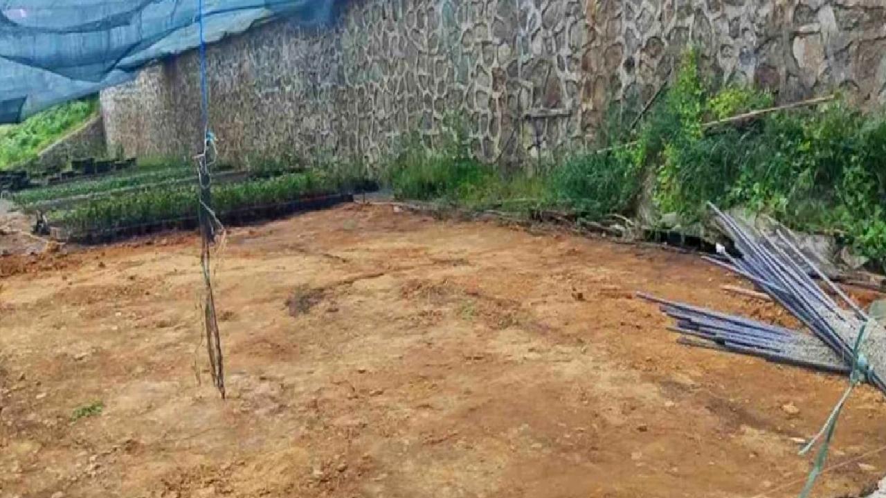 Rize Ziraat Odası, çay tohumu yağı üretimini desteklemek amacıyla hayata