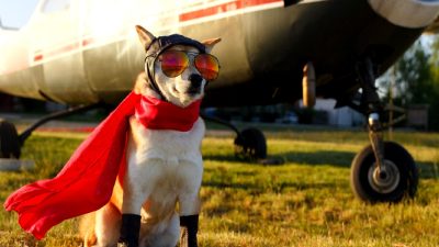 Shiba Inu (SHIB Coin) 2025 boğa piyasası için yükseliş beklentilerini