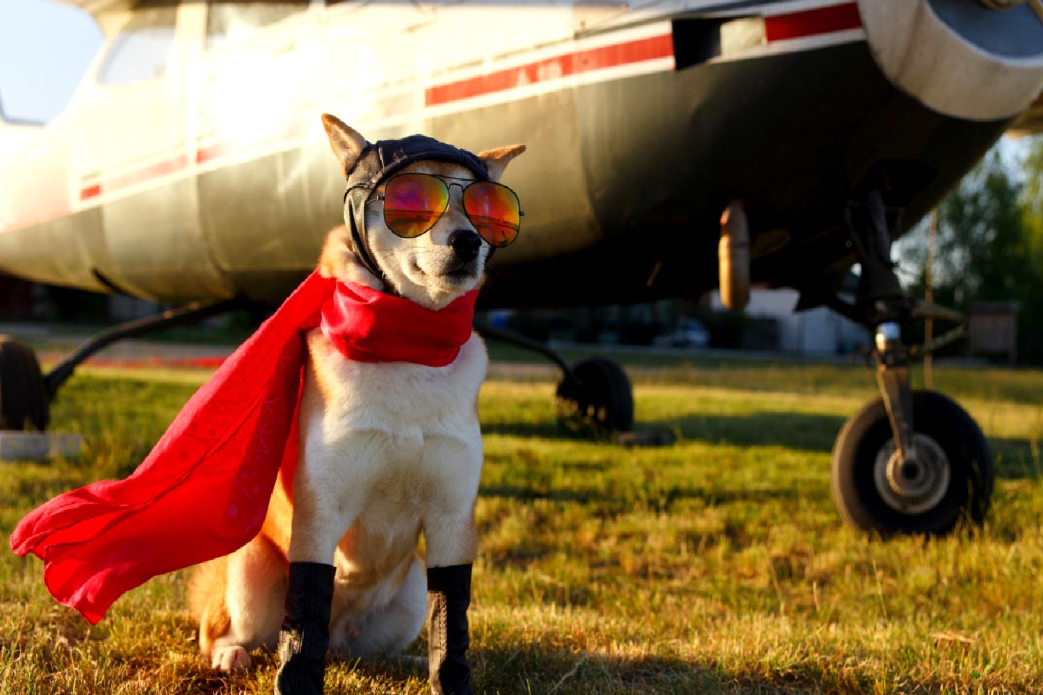 Shiba Inu (SHIB Coin) 2025 boğa piyasası için yükseliş beklentilerini