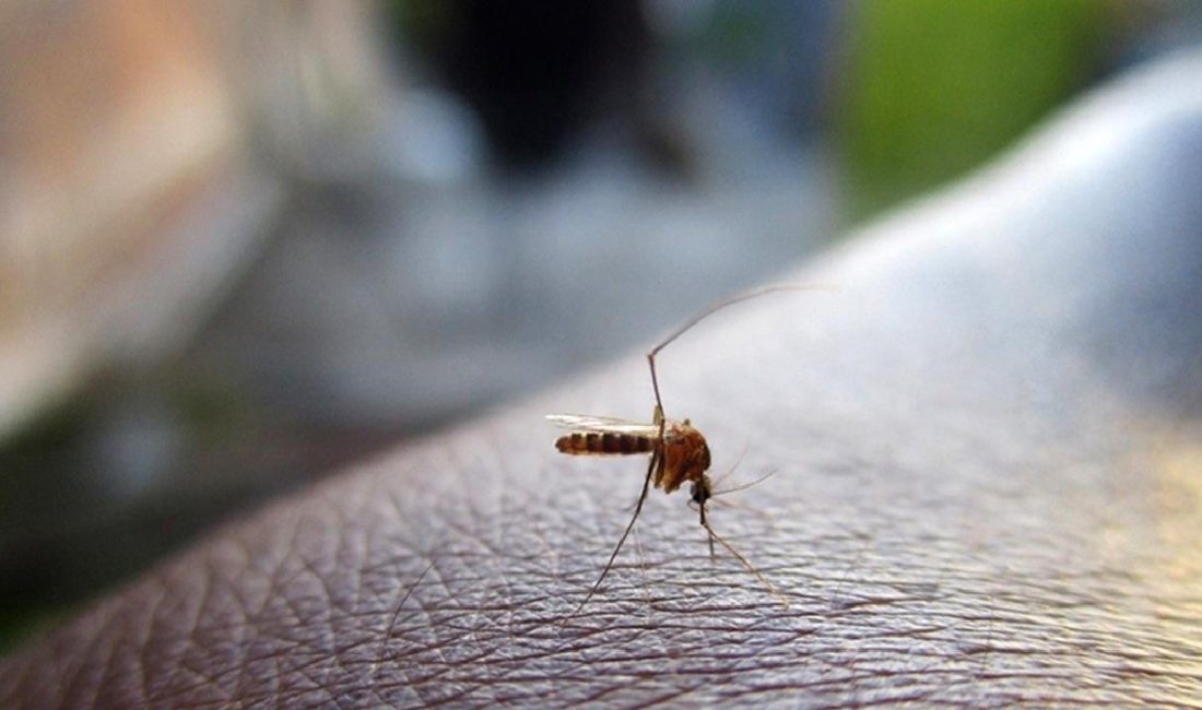 Sivrisinek Pupası Tespiti ve Dang Humması Üzerine Yeni Gelişmeler Sivrisinek pupası tespiti ve dang humması üzerindeki yeni gelişmeleri keşfedin.